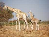Girafes de Kouré